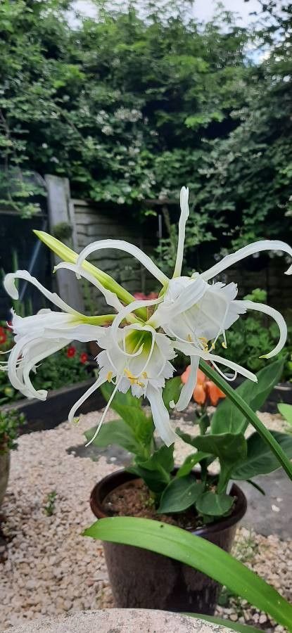 Hymenocallis liriosme — flood tolerant houseplant