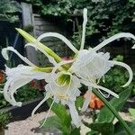 Hymenocallis liriosme