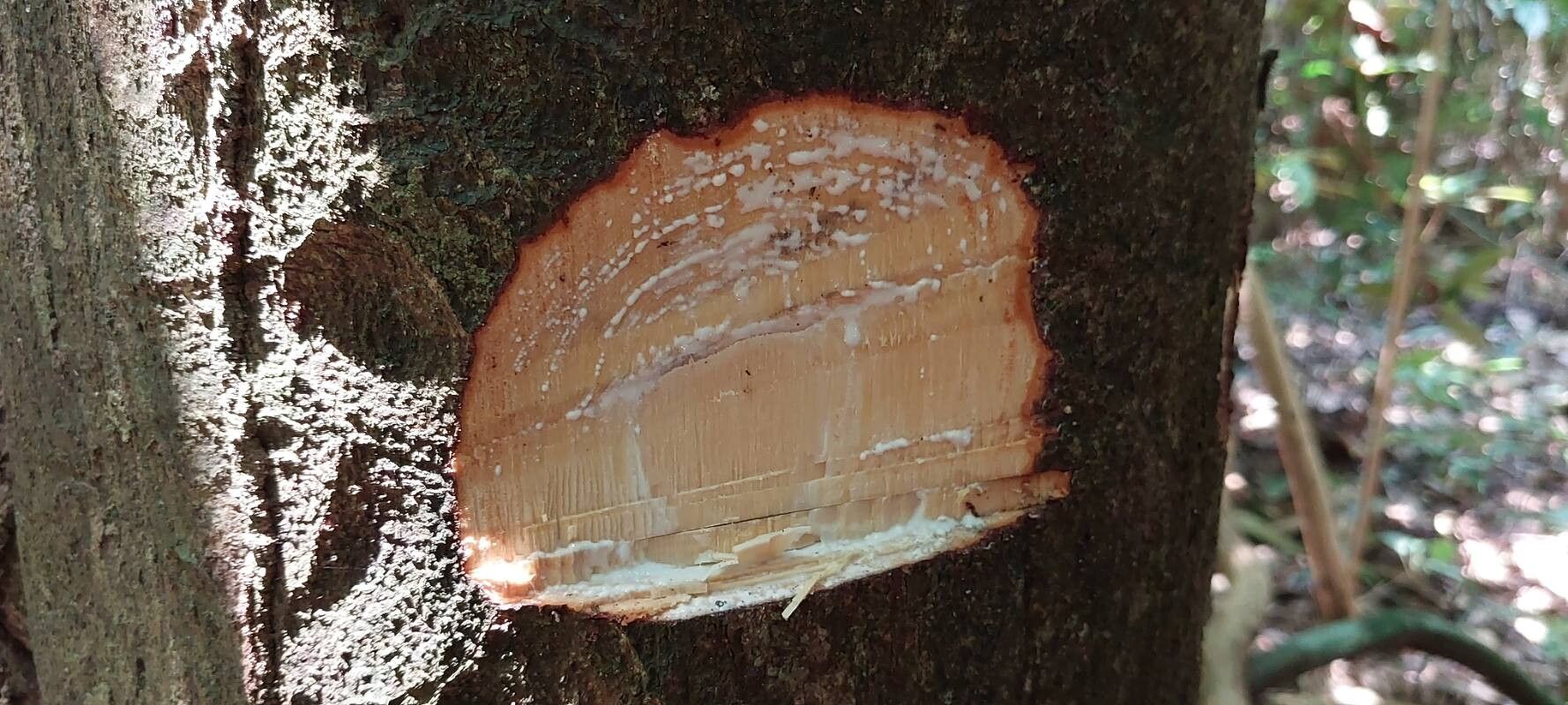 Leplaea thompsonii bark