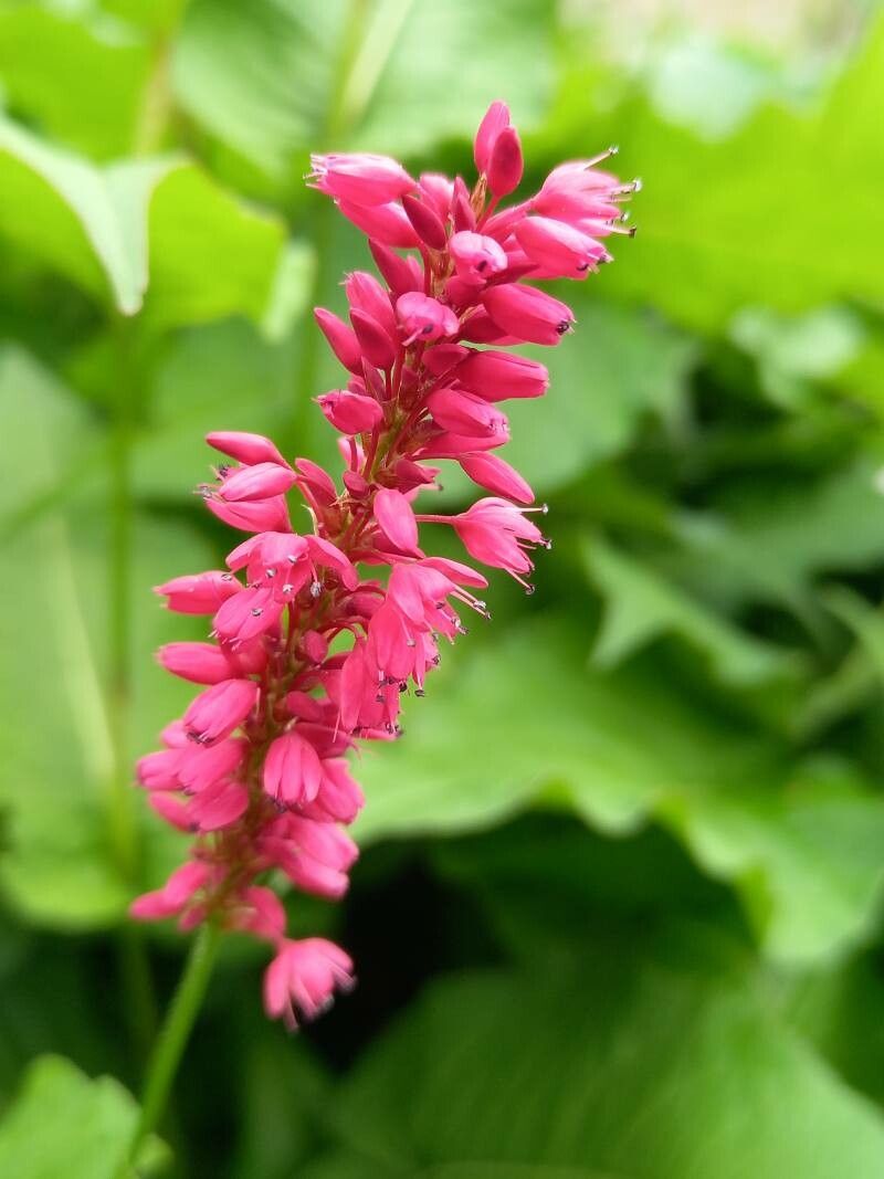 Bistorta amplexicaulis flower