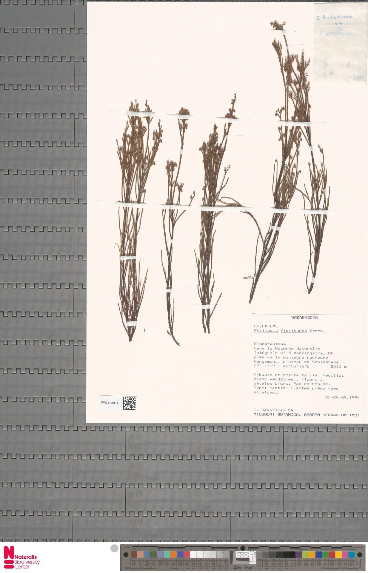 Erica baroniana — search result for 'Erica'