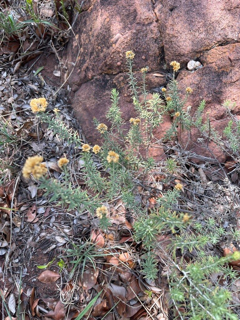 Helichrysum pendulum bark
