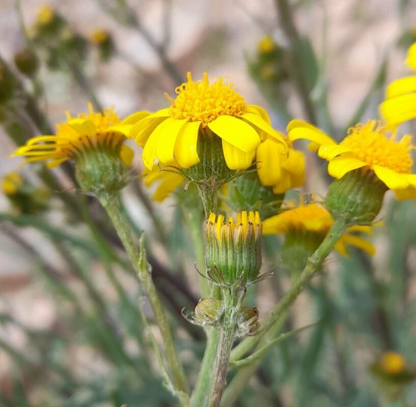 Senecio clivicola flower