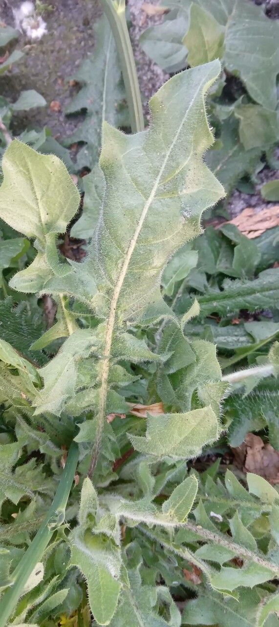 Crepis foetida leaf