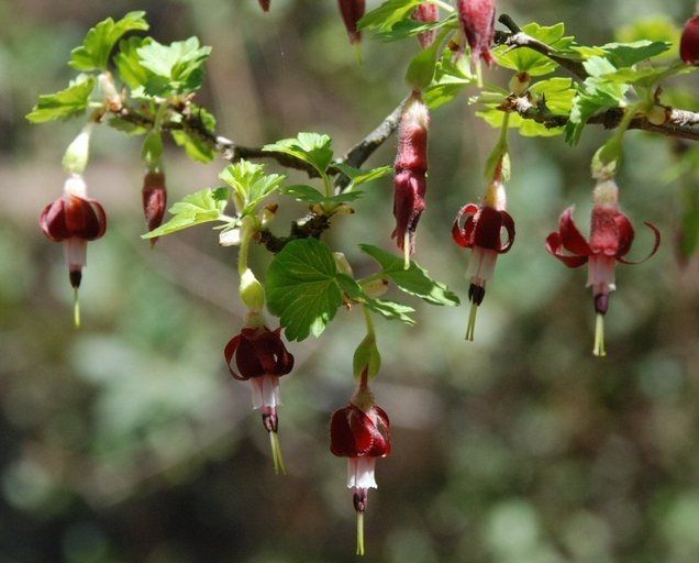 Ribes amarum flower