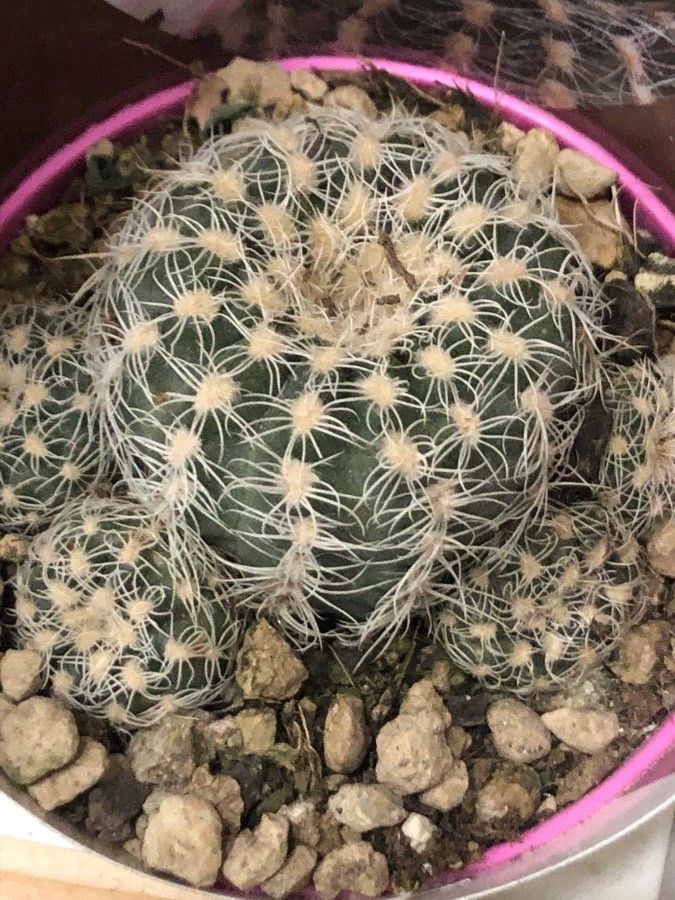 Gymnocalycium Bruchii