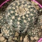 Gymnocalycium Bruchii