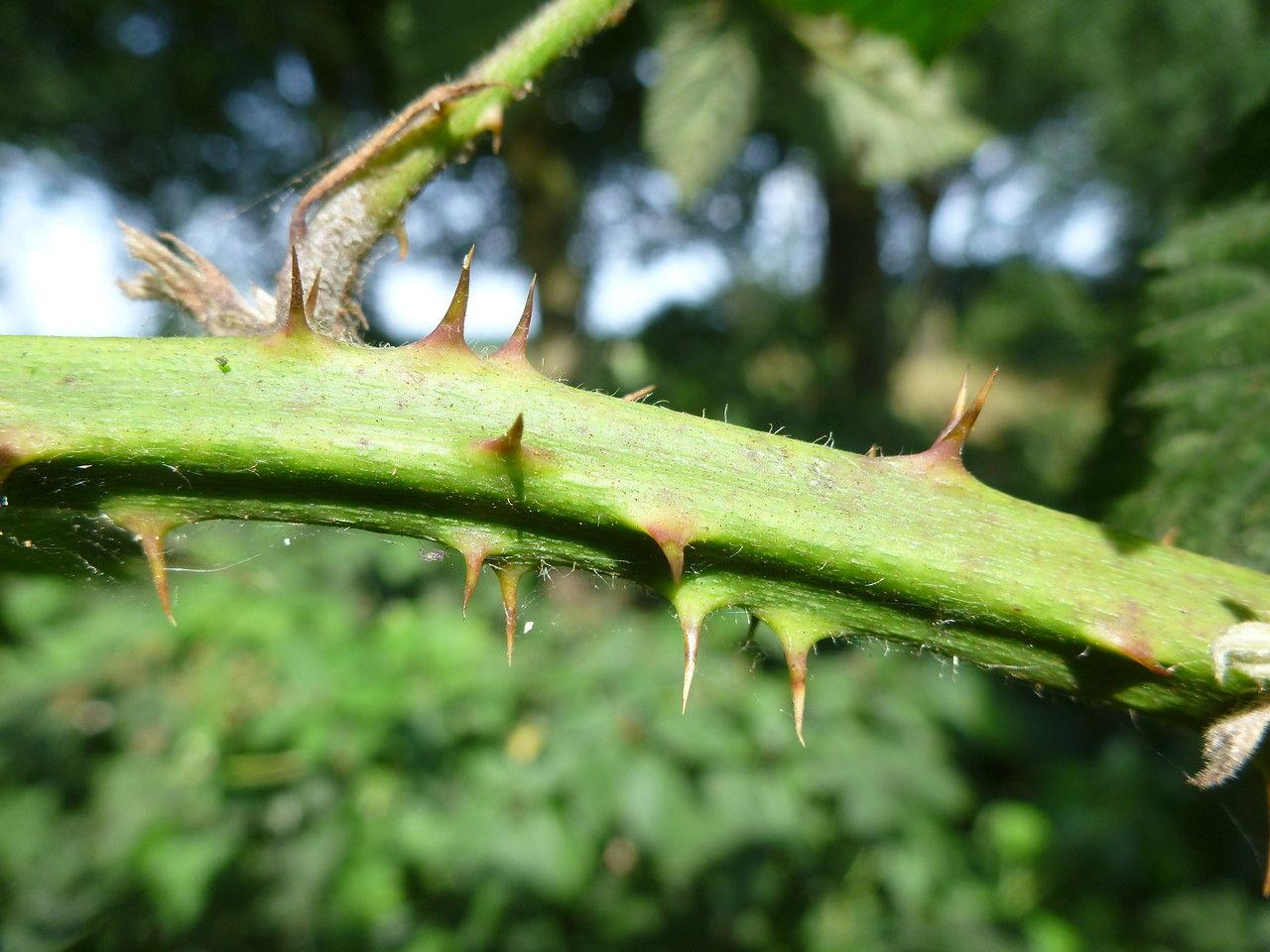 Rubus adspersus bark