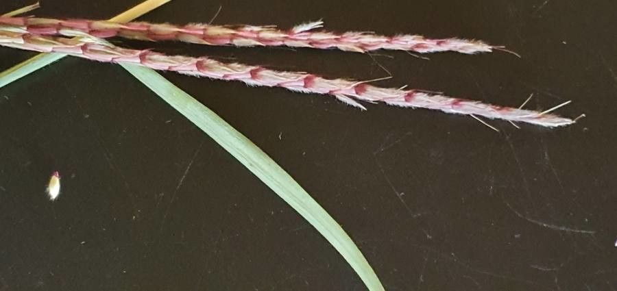 Ischaemum afrum flower