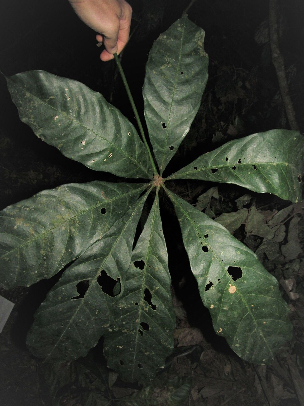 Cola chlamydantha — houseplant care guide