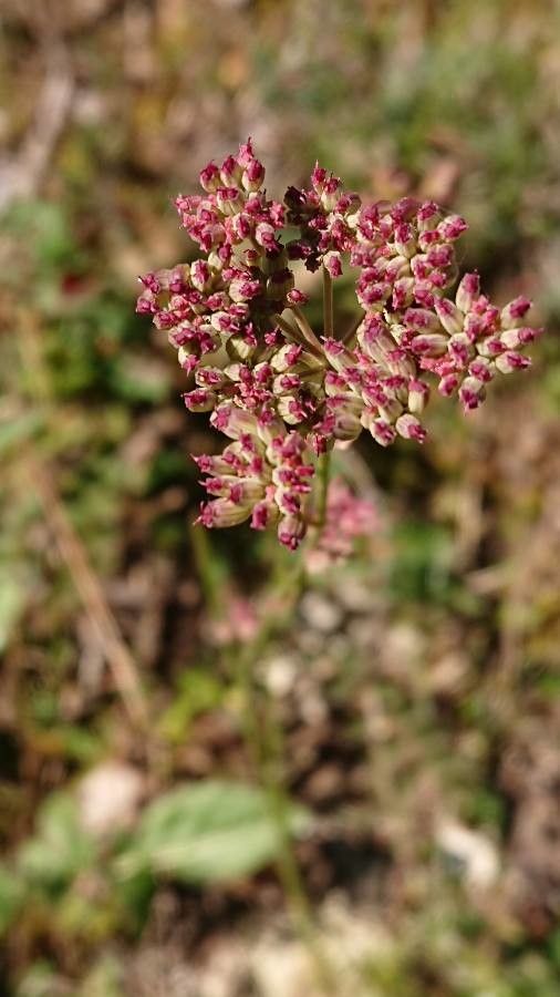 Seseli montanum fruit