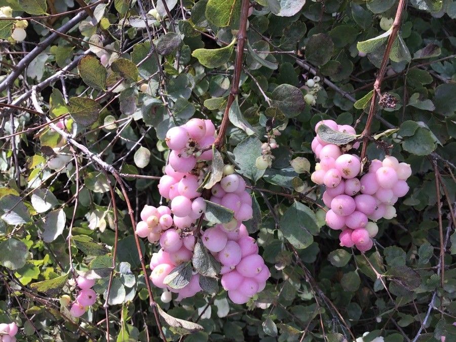 Symphoricarpos microphyllus fruit