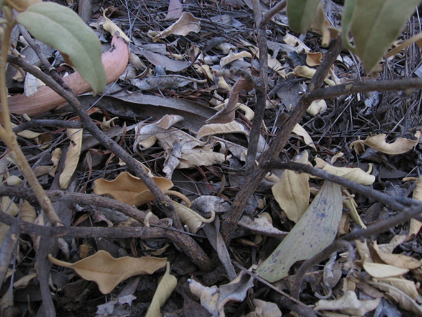 Solanum pisinnum habit