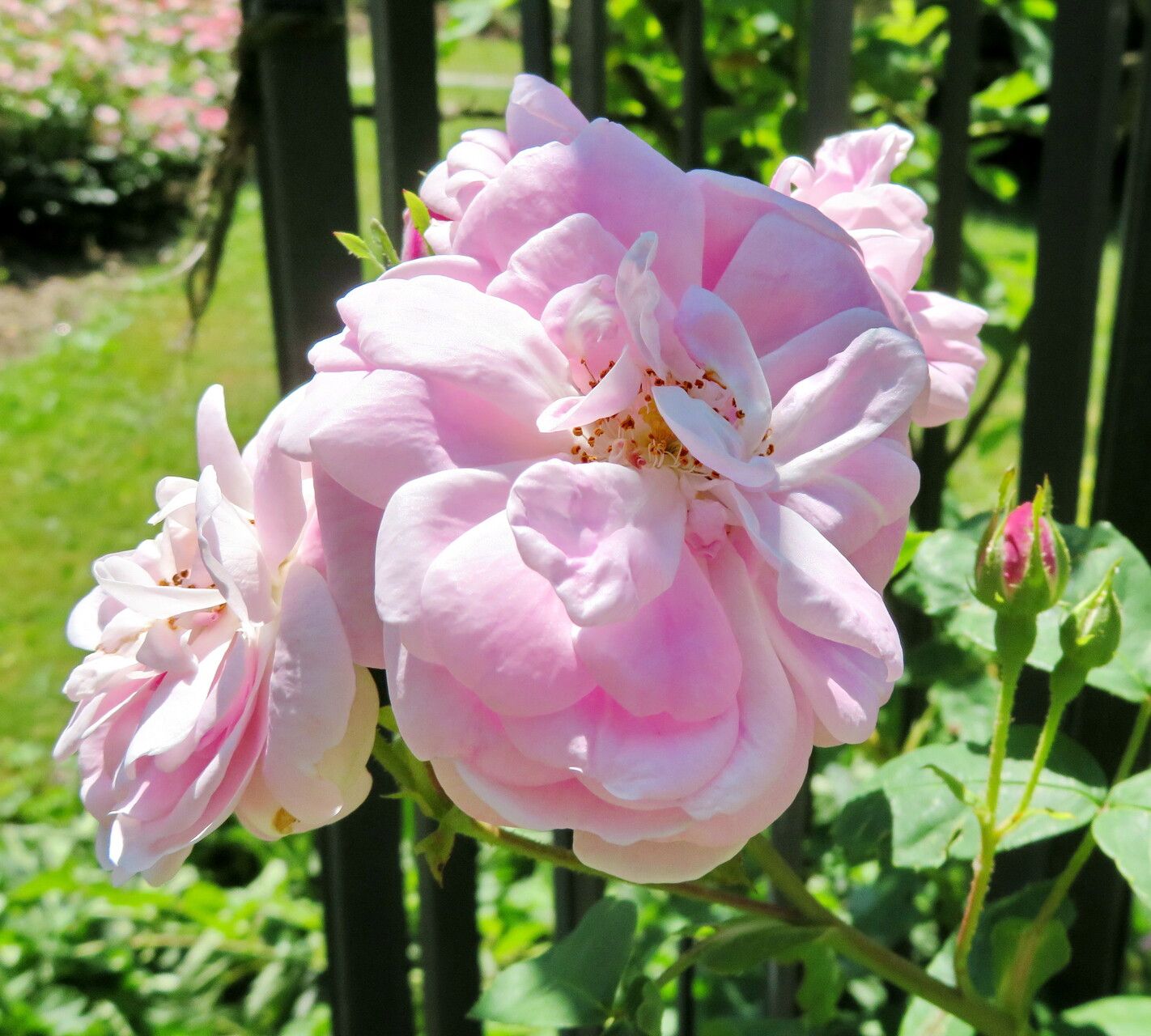 Rosa × kordesii — houseplant care guide