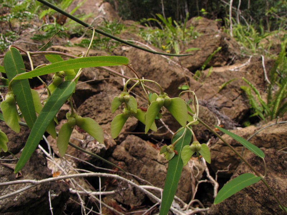 Stigmaphyllon angustifolium habit