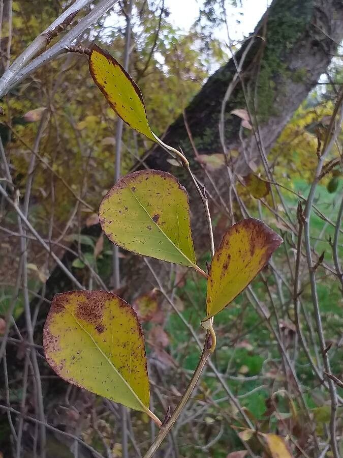 Populus wilsonii — search result for 'Populus'