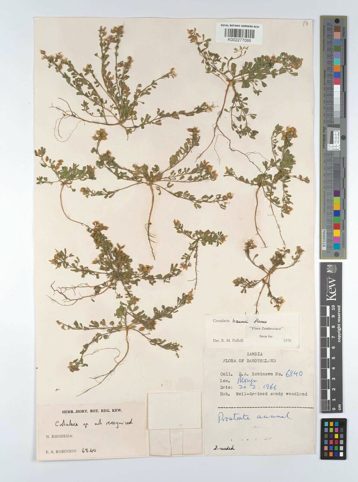 Crotalaria baumii — houseplant care guide