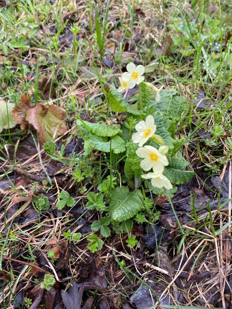 Primula × digenea flower
