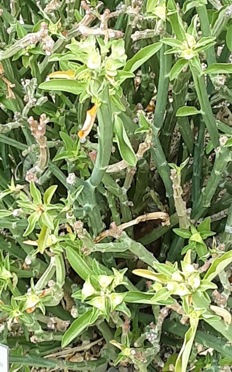 Euphorbia pteroneura — houseplant care guide