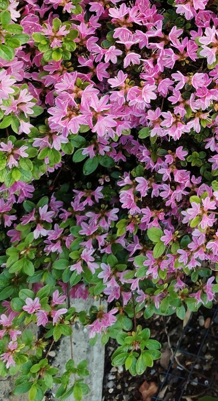 Rhododendron kiusianum other