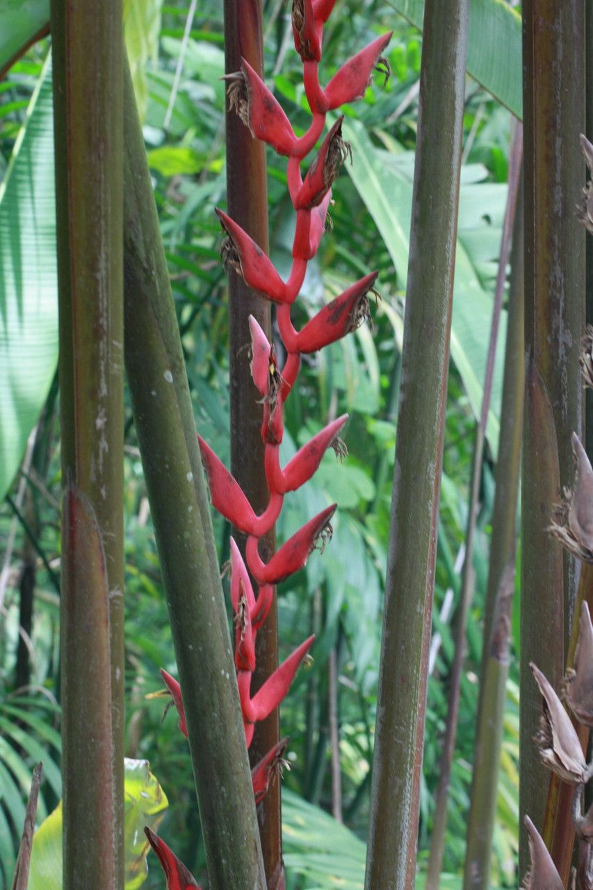 Heliconia longa flower
