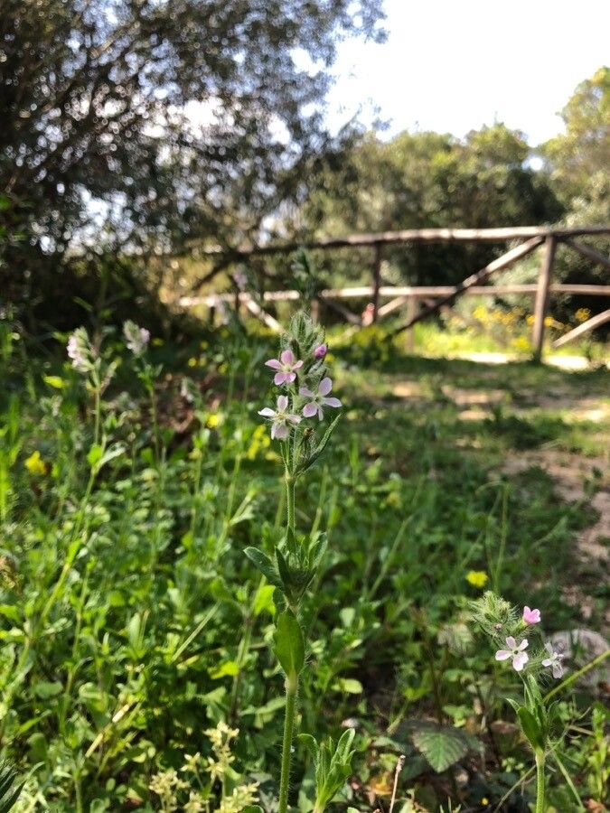 Silene mutabilis habit