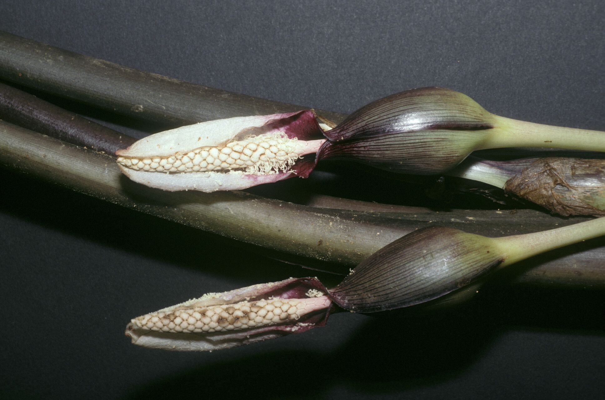 Xanthosoma granvillei fruit