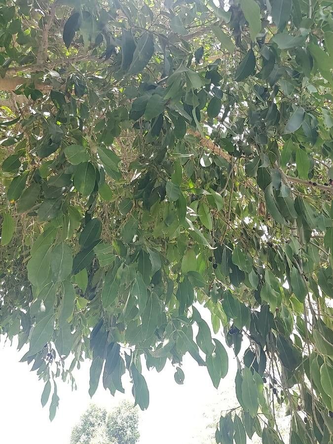 Eugenia jambosoides — search result for 'Eugenia'