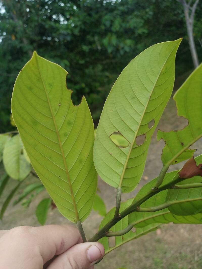 Shorea mecistopteryx — houseplant care guide