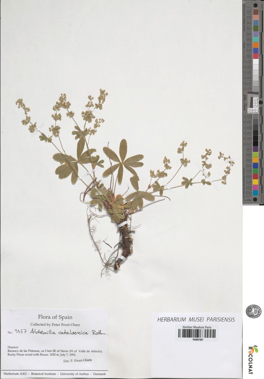 Alchemilla catalaunica other