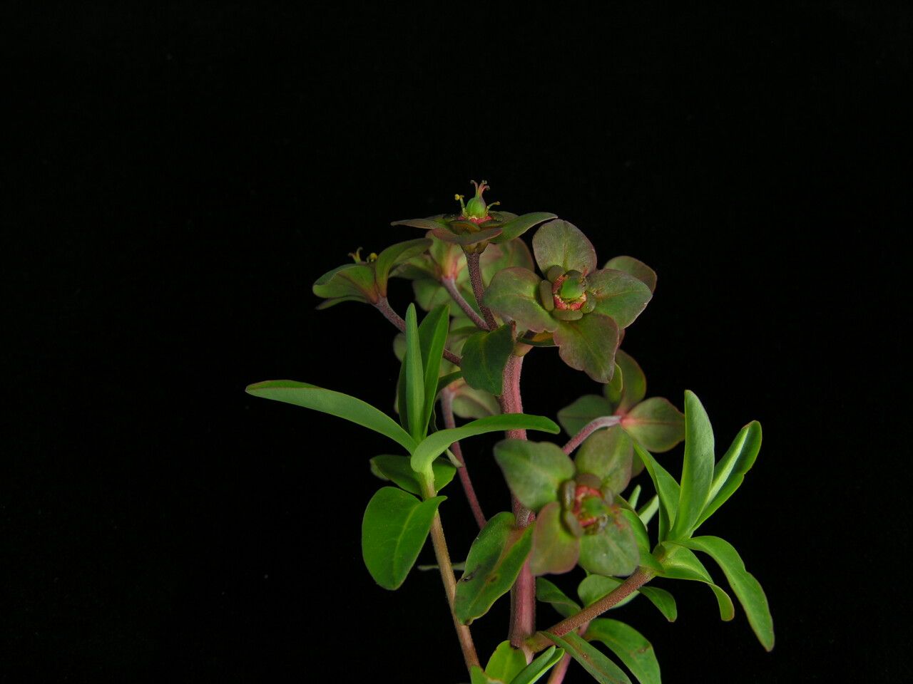Euphorbia stracheyi habit
