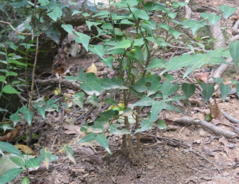 Phyllanthus vespertilio habit