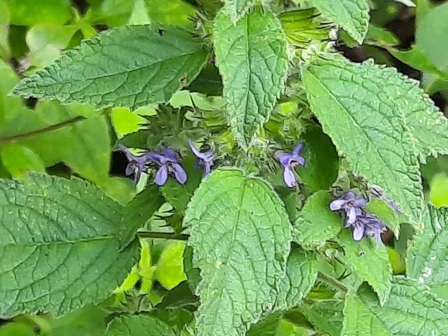 Mesosphaerum suaveolens other