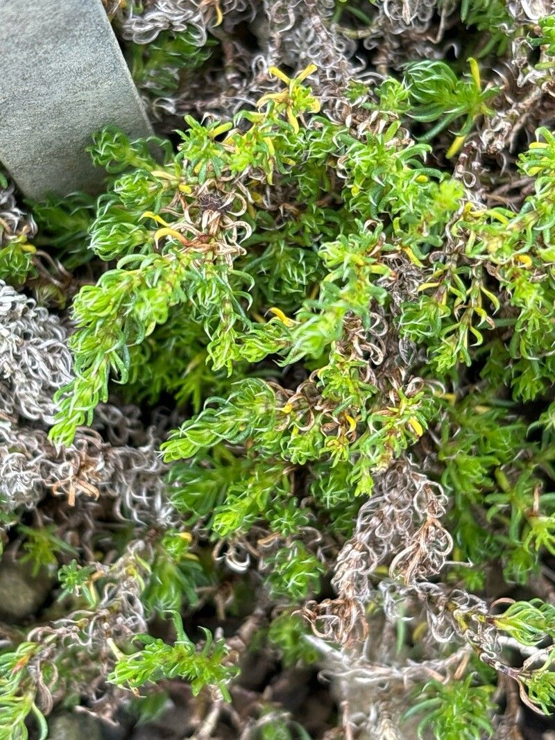 Asperula gussonei — search result for 'Asperula'