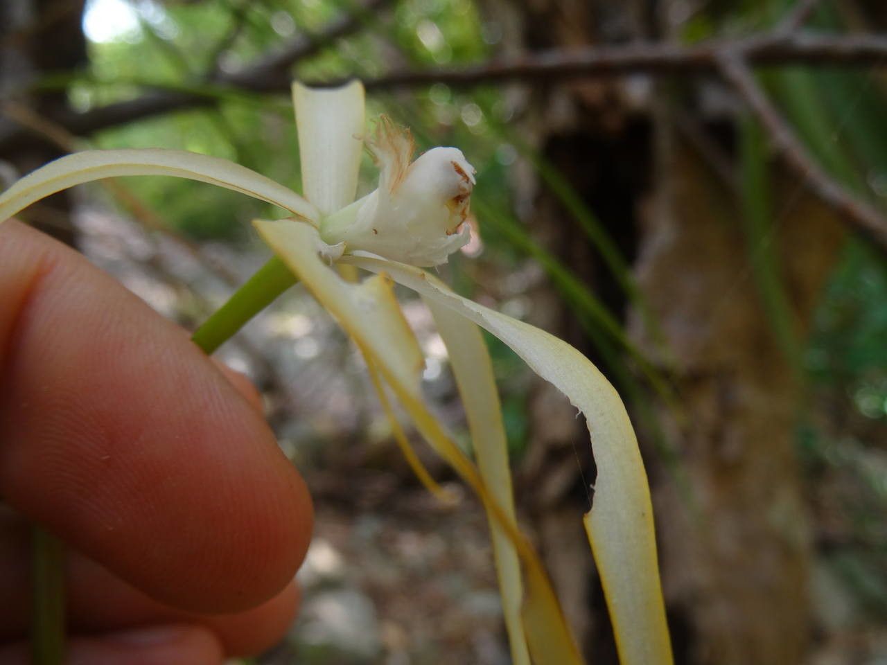 Brassavola cucullata fruit