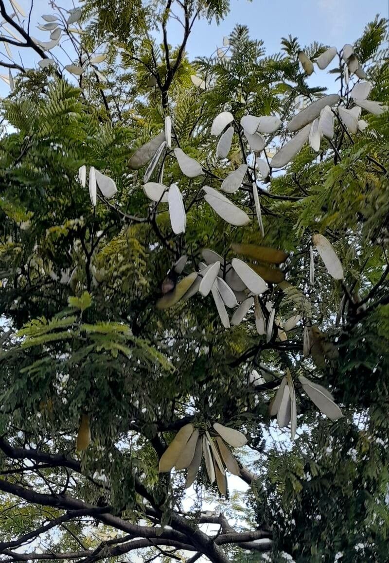 Caesalpinia pluviosa fruit