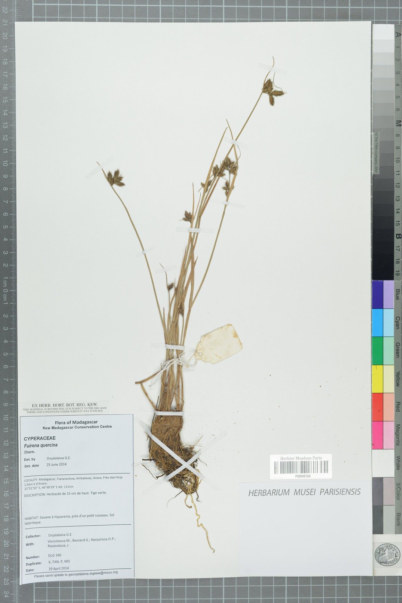 Fuirena quercina — houseplant care guide