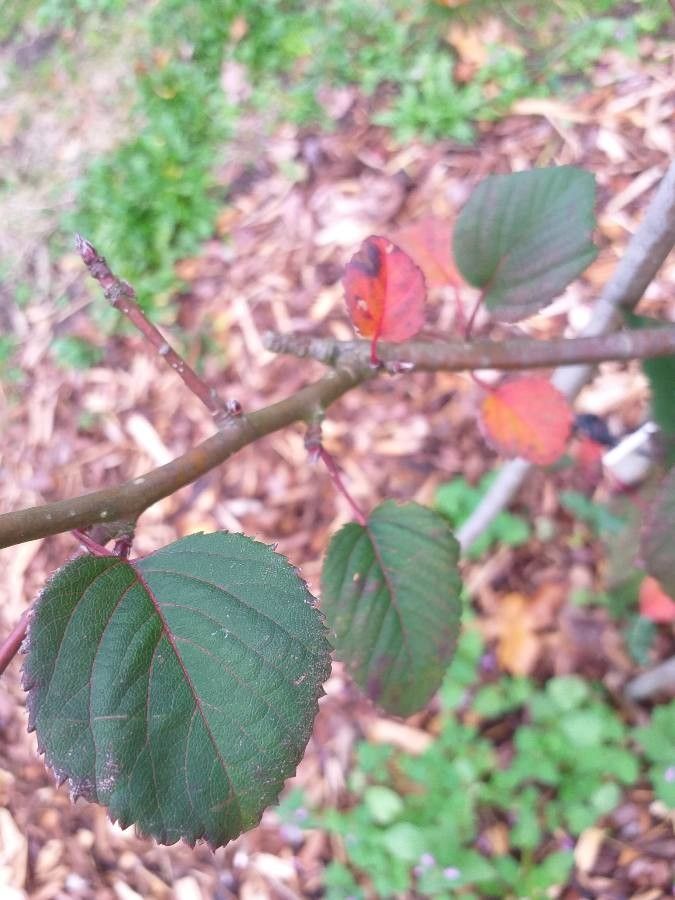 Malus prattii leaf