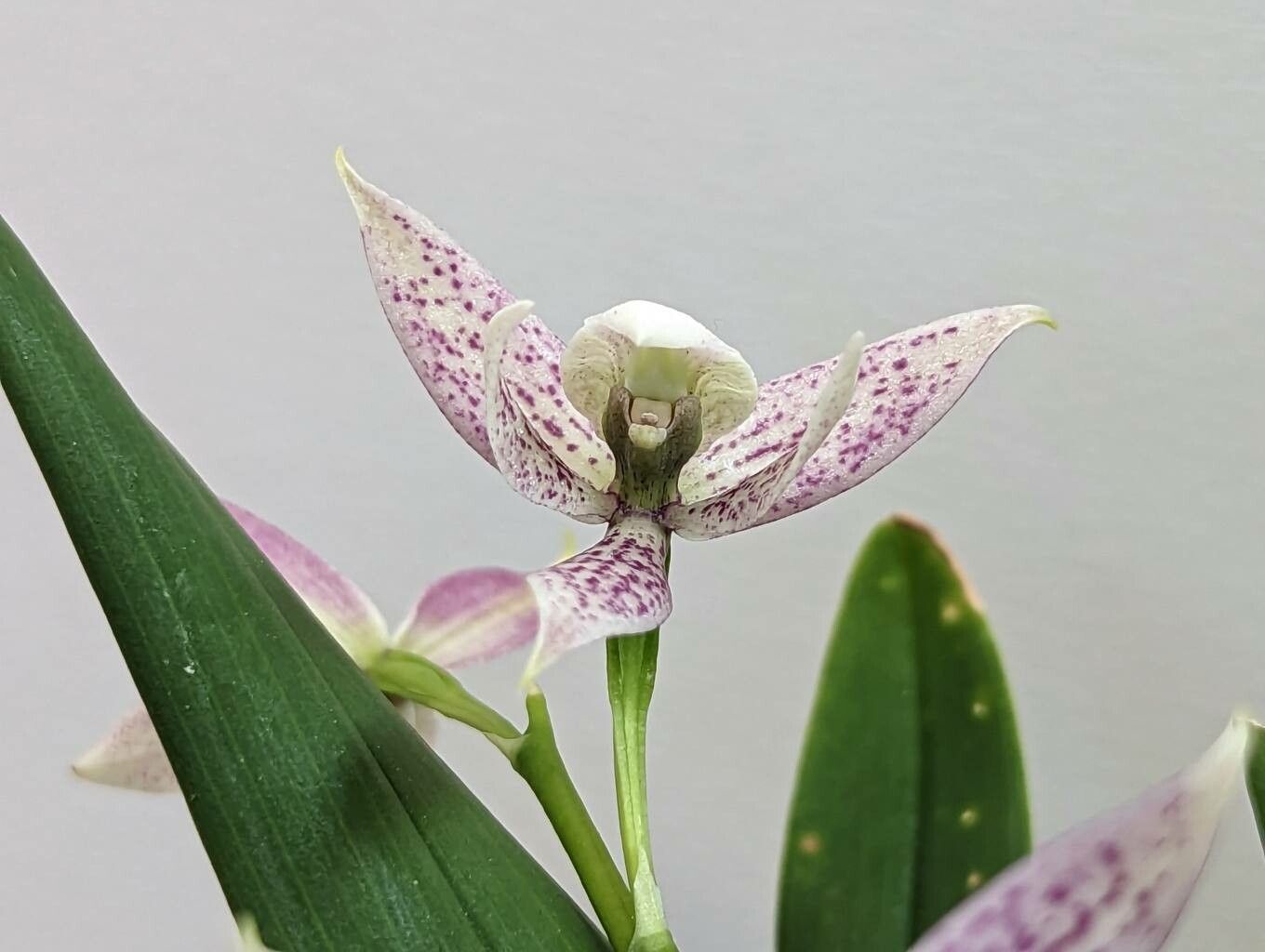 Prosthechea garciana flower