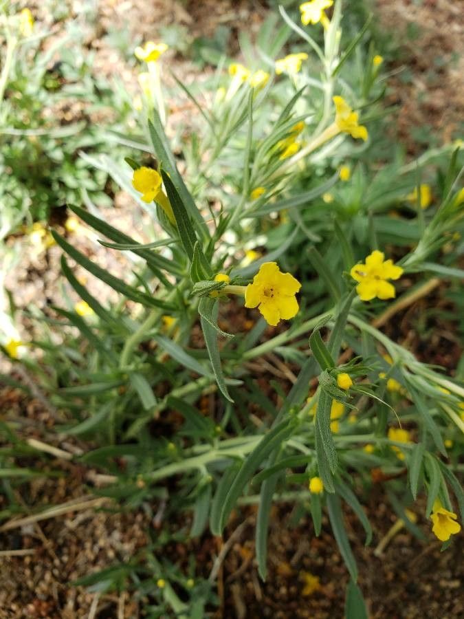 Lithospermum incisum flower