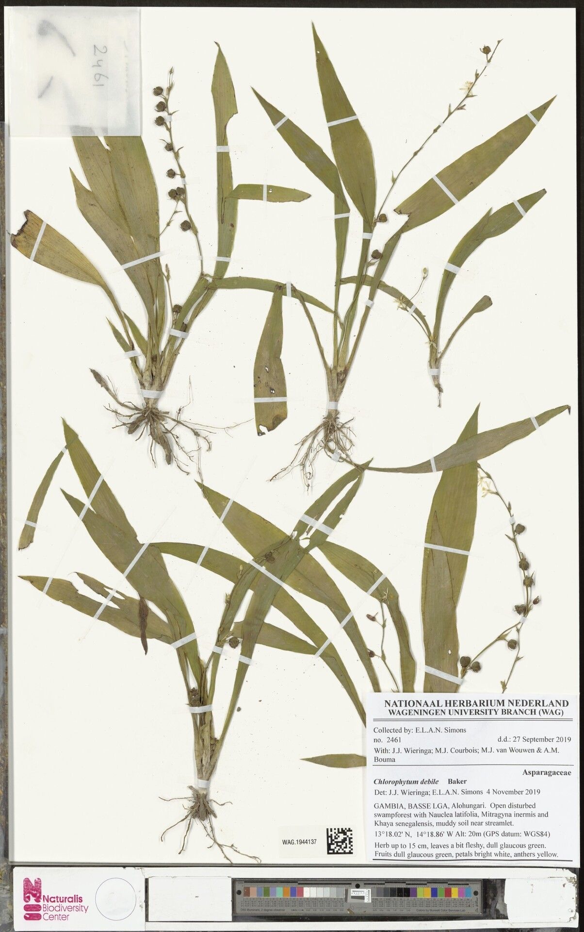 Chlorophytum debile — search result for 'Chlorophytum'