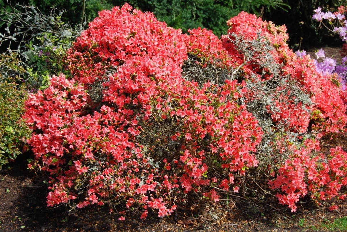 Rhododendron eriocarpum habit