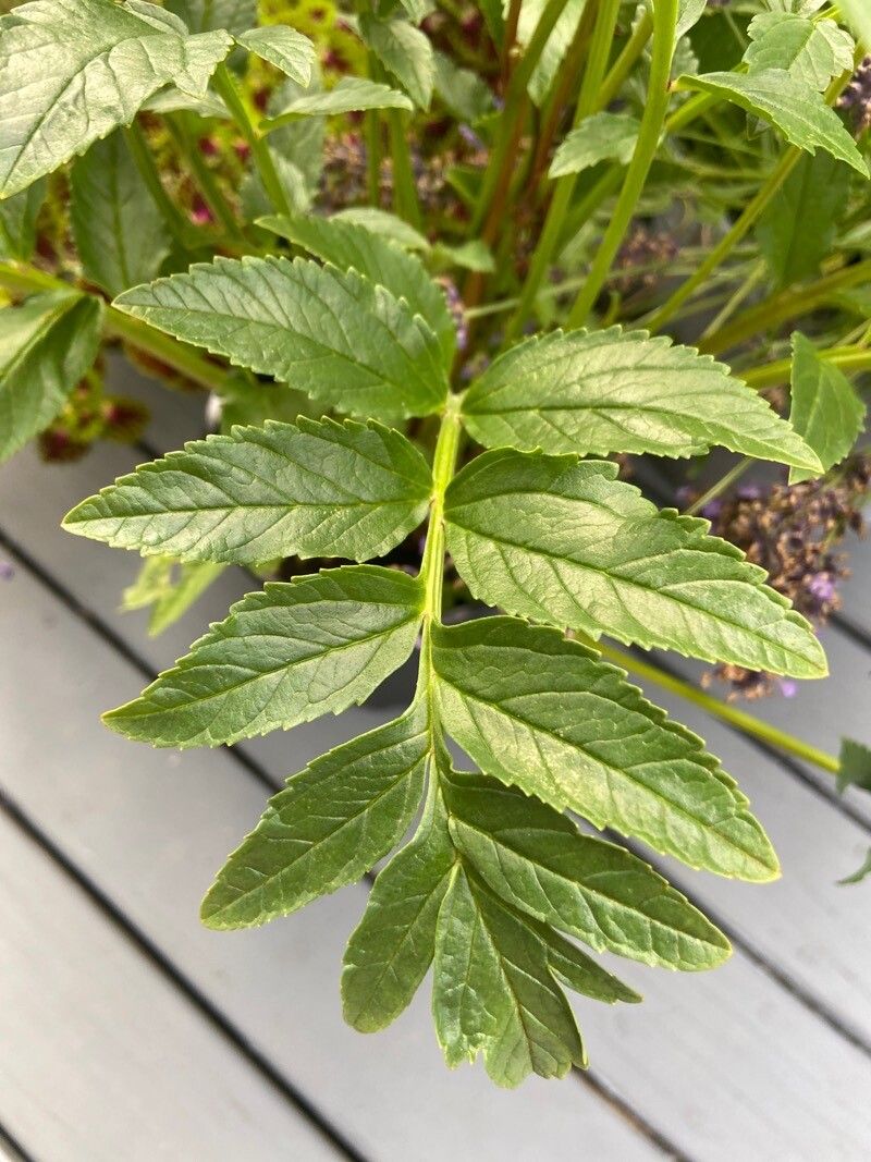 Incarvillea delavayi leaf
