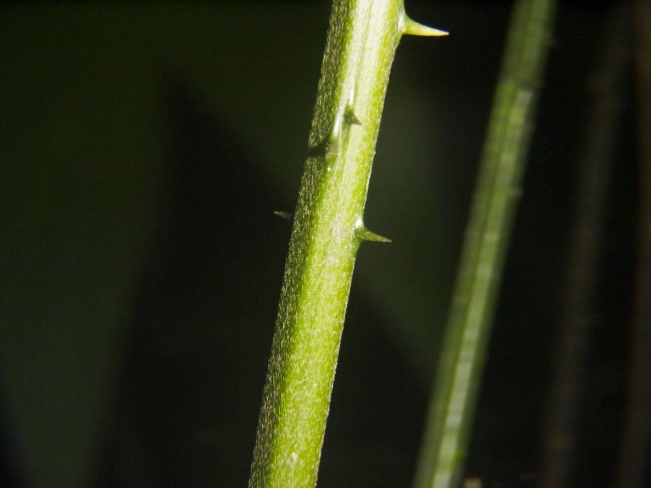 Zamia neurophyllidia bark