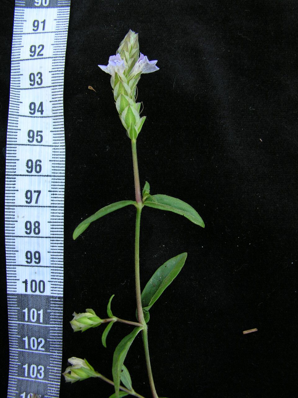 Justicia laevilinguis other