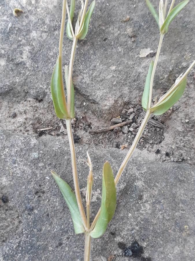 Centaurium tenuiflorum leaf