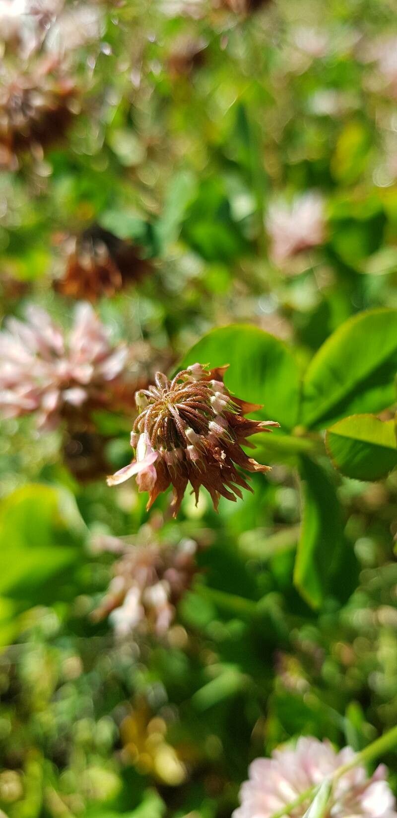 Trifolium hybridum fruit