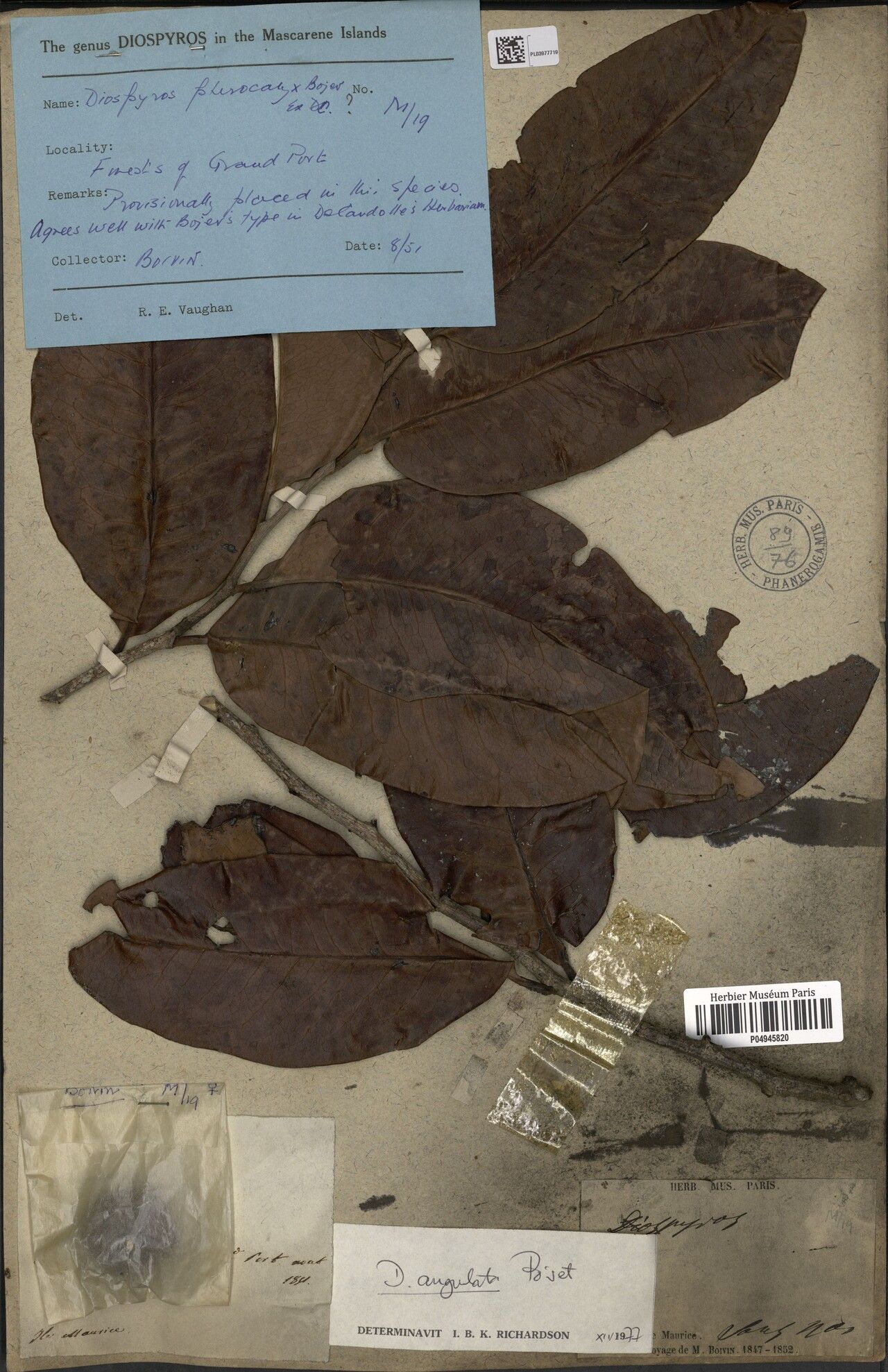 Diospyros angulata