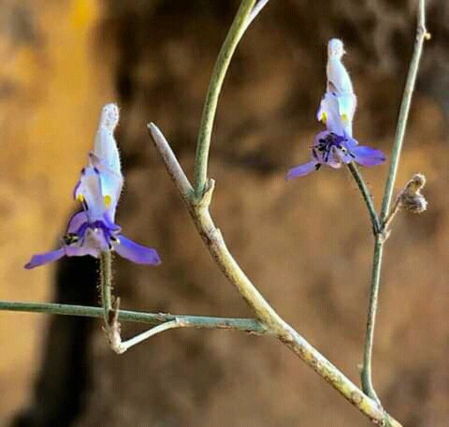 Delphinium stenocarpum — search result for 'Delphinium'
