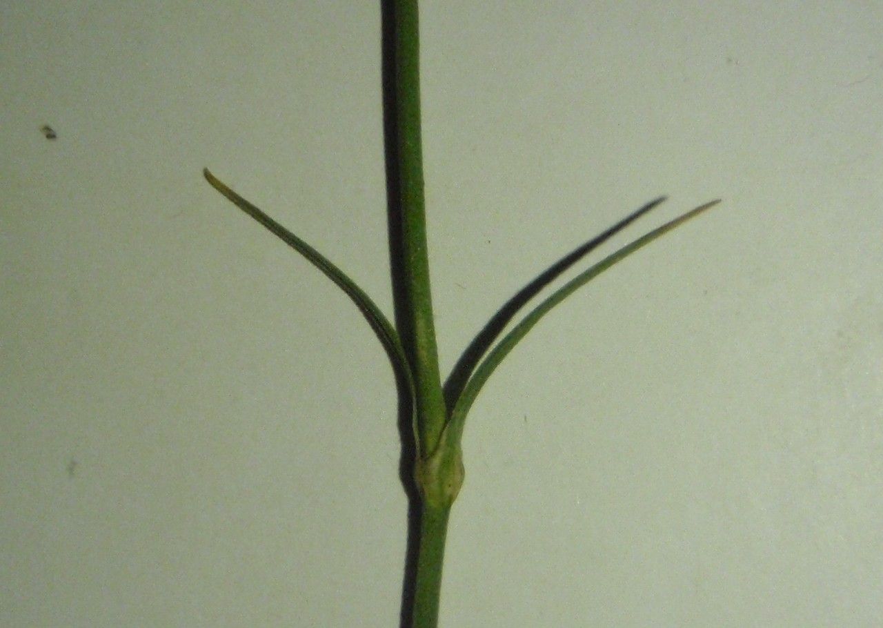 Dianthus balbisii bark